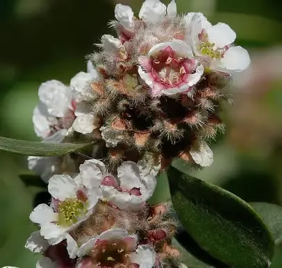 fragonia virag